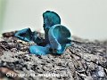 Chlorociboria aeruginascens-amf1420-1
